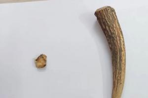 శ్రీశైలంలో మండలం సునిపెంట లో సబ్ డి.ఎఫ్.ఓ భబిత ఆధ్వర్యంలో అకాస్మిక తనిఖీలు