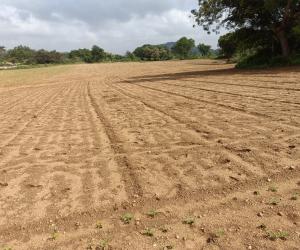 సబ్సిడీ వేరుశనగ విత్తనాలు మొలకెత్తలే.. అన్నదాతల ఆవేదన.! 